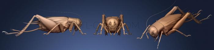 Насекомые Жуки-насекомые 61